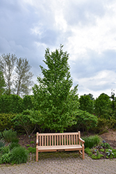 Hop Hornbeam (Ostrya virginiana) at Lakeshore Garden Centres