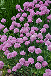 Pink Giant Chives (Allium schoenoprasum 'Pink Giant') at Lakeshore Garden Centres