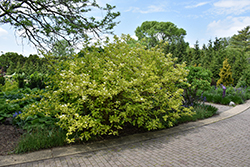 Golden Dogwood (Cornus alba 'Aurea') at Lakeshore Garden Centres