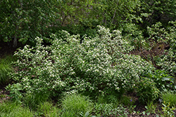 Red Osier Dogwood (Cornus sericea) at Lakeshore Garden Centres