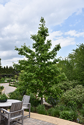 Schuette's Oak (Quercus x schuettei) at Lakeshore Garden Centres
