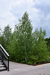 Gray Birch (Betula populifolia) at Lakeshore Garden Centres