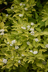 Golden Dogwood (Cornus alba 'Aurea') at Lakeshore Garden Centres