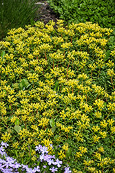 Russian Stonecrop (Sedum kamtschaticum) at Lakeshore Garden Centres