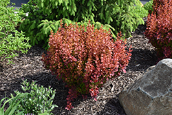 Sunjoy Orange Pillar Japanese Barberry (Berberis thunbergii 'NCBT3') at Lakeshore Garden Centres