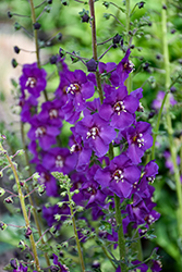 Violetta Mullein (Verbascum phoenicium 'Violetta') at Lakeshore Garden Centres