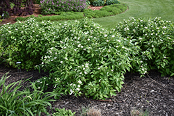 Little Rebel Dogwood (Cornus alba 'Jefreb') at Lakeshore Garden Centres