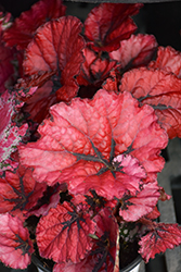 Jurassic Heartbeat Begonia (Begonia 'Jurassic Heartbeat') at Lakeshore Garden Centres