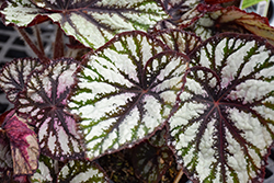 Jurassic Megalo Reptile Begonia (Begonia 'Jurassic Megalo Reptile') at Lakeshore Garden Centres