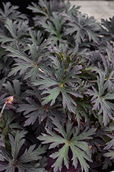 Midnight Ghost Cranesbill (Geranium pratense 'Midnight Ghost') at Lakeshore Garden Centres