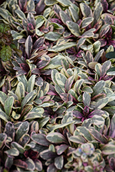 Princess Nadia Bugleweed (Ajuga tenorii 'Piotrek01') at Lakeshore Garden Centres