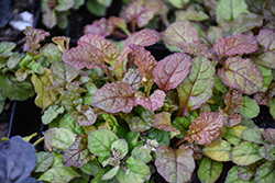 Feathered Friends Pleasant Pheasant Bugleweed (Ajuga 'Pleasant Pheasant') at Lakeshore Garden Centres