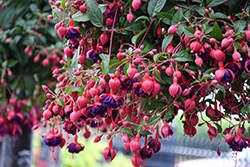 Dollar Princess Fuchsia (Fuchsia 'Dollar Princess') at Lakeshore Garden Centres