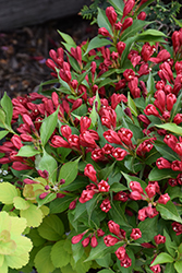 Crimson Kisses Weigela (Weigela florida 'Slingco 1') at Lakeshore Garden Centres