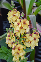 Honey Dijon Mullein (Verbascum 'Honey Dijon') at Lakeshore Garden Centres