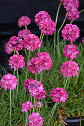 Morning Star Deep Rose Sea Thrift (Armeria maritima 'Morning Star Deep Rose') at Lakeshore Garden Centres