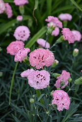 Pretty Poppers Appleblossom Burst Pinks (Dianthus 'Appleblossom Burst') at Lakeshore Garden Centres
