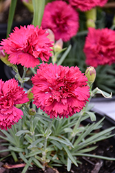 Fruit Punch Cranberry Cocktail Pinks (Dianthus 'Cranberry Cocktail') at Lakeshore Garden Centres