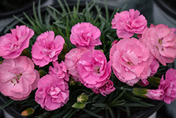 Fruit Punch Sweetie Pie Pinks (Dianthus 'Sweetie Pie') at Lakeshore Garden Centres