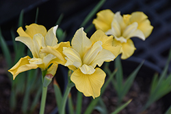 Sunfisher Siberian Iris (Iris sibirica 'Sunfisher') at Lakeshore Garden Centres