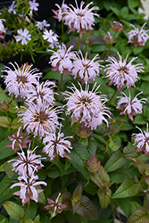 Midnight Oil Eastern Beebalm (Monarda bradburiana 'Midnight Oil') at Lakeshore Garden Centres