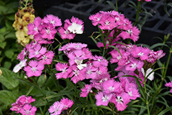 First Love Pinks (Dianthus 'First Love') at Lakeshore Garden Centres