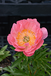 Paula Fay Peony (Paeonia 'Paula Fay') at Lakeshore Garden Centres