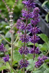 Purple Rain Salvia (Salvia verticillata 'Purple Rain') at Lakeshore Garden Centres