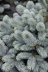 Monty Blue Spruce (Picea pungens 'IMNoHoop') at Lakeshore Garden Centres