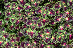 Lava Rose Coleus (Solenostemon scutellarioides 'Lava Rose') at Lakeshore Garden Centres