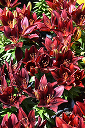 Lily Looks Tiny Rocket Lily (Lilium 'Tiny Rocket') at Lakeshore Garden Centres