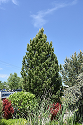 Silver Whispers Swiss Stone Pine (Pinus cembra 'Silver Whispers') at Lakeshore Garden Centres