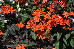 Orange Gnome Campion (Lychnis x arkwrightii 'Orange Gnome') at Lakeshore Garden Centres