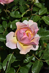 Nitty Gritty Peach Rose (Rosa 'RUIRI0091A') at Lakeshore Garden Centres