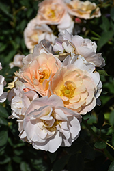 Above And Beyond Rose (Rosa 'ZLEeltonStrack') at Lakeshore Garden Centres
