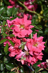 Flower Carpet Pink Supreme Rose (Rosa 'Flower Carpet Pink Supreme') at Lakeshore Garden Centres