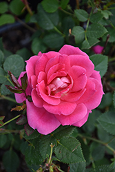Carefree Wonder Rose (Rosa 'Carefree Wonder') at Lakeshore Garden Centres