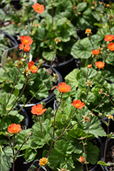 Koi Avens (Geum coccineum 'Koi') at Lakeshore Garden Centres