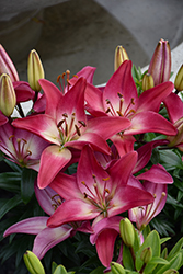 Lily Looks Tiny Diamond Lily (Lilium 'Tiny Diamond') at Lakeshore Garden Centres