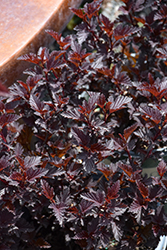 Darkstar Ninebark (Physocarpus opulifolius 'Darkstar') at Lakeshore Garden Centres