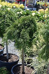 Russian Cypress (tree form) (Microbiota decussata '(tree form)') at Lakeshore Garden Centres