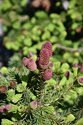 Pusch Spruce (Picea abies 'Pusch') at Lakeshore Garden Centres