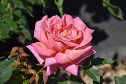 Chicago Peace Rose (Rosa 'Chicago Peace') at Lakeshore Garden Centres