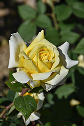 Chantilly Cream Rose (Rosa 'Chantilly Cream') at Lakeshore Garden Centres