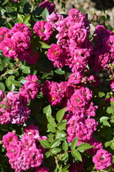 Oso Easy Peasy Rose (Rosa 'Oso Easy Peasy') at Lakeshore Garden Centres