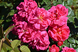 Highwire Flyer Rose (Rosa 'Radwire') at Lakeshore Garden Centres