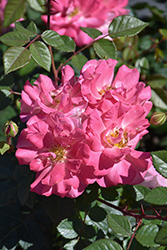 Fruity Petals Rose (Rosa 'Radpetals') at Lakeshore Garden Centres
