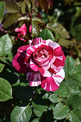 Neil Diamond Rose (Rosa 'WEKdereroro') at Lakeshore Garden Centres