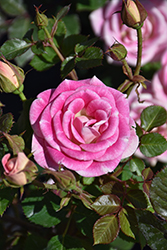 Whimsy Rose (Rosa 'WEKtebodoko') at Lakeshore Garden Centres