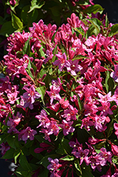 Sonic Bloom Pink Reblooming Weigela (Weigela florida 'Bokrasopin') at Lakeshore Garden Centres